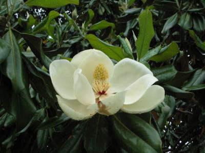 MagnoliaBlossom.jpg