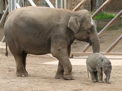 Elephant and Calf