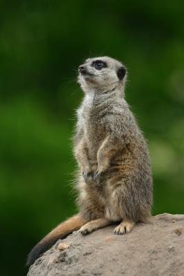 Meerkat 1