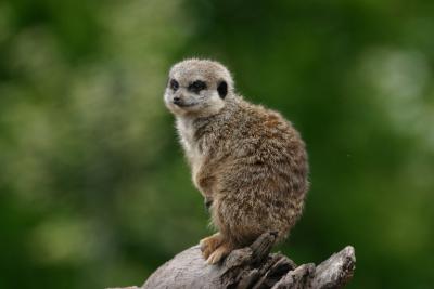 Meerkat 2