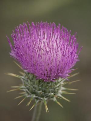 Thistle