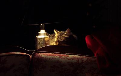 Tiny on Sofa