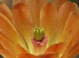 Cactus Blossom