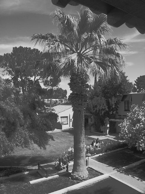 B&W Palm from Balcony