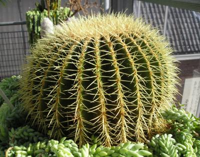 cactus (hortus botanicus Leiden)