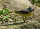 Male Grey Wagtail