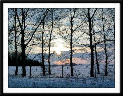 Wintertrees