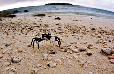 DSC_1680FxShCrabSm.jpg