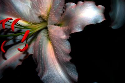 lilies