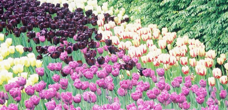 tulips5