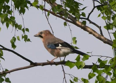 Skovskade (Garrulus glandarius)