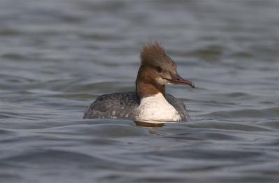 Stor SkalleSluger female