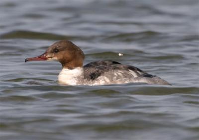 Stor SkalleSluger female