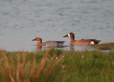 Blue-winged Teal .Digiscoping of danish rarity.