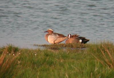 Blue-winged Teal .