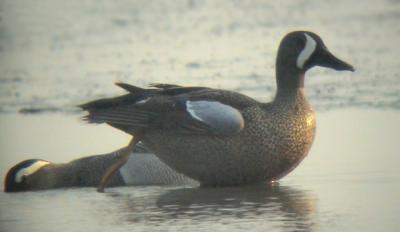 Blue-winged Teal .