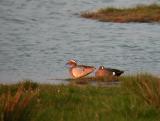 Blue-winged Teal .