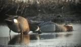 Blue-winged Teal .