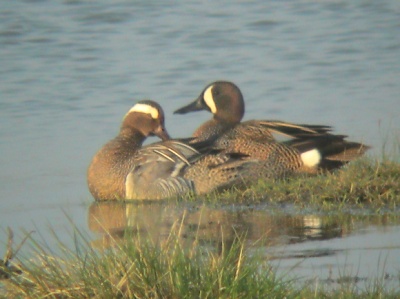 Blue-winged Teal .
