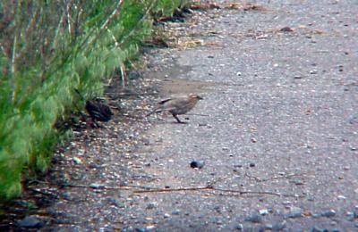 Red-winged Blackbird - pale with normal bird