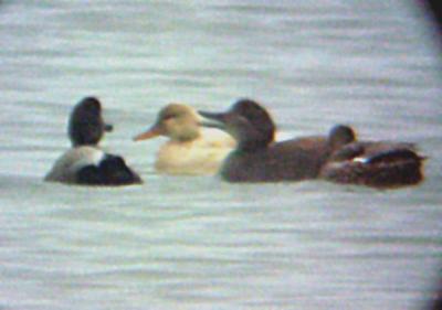 Leucistic Gadwall with males