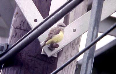 Western Kingbird - fledgling - TN