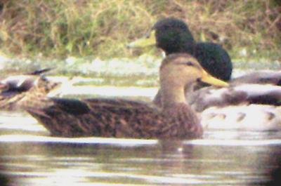 Mottled Duck- First for TN - Oct. 4-5-6, 2003