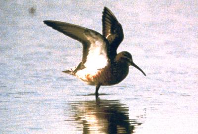 Curlew Sandpiper--TN - female alt. pl. - June 3-4, 1996