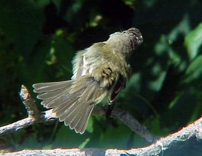 Acadian Flycatcher  - Sunning