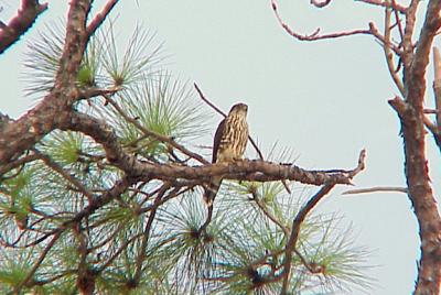 Merlin - Dauphin Island - AL