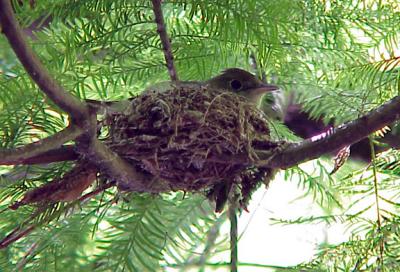 Acadian Flycatcher - odd nest