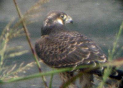 Peregrine -tundrius 9-26-04 -alert