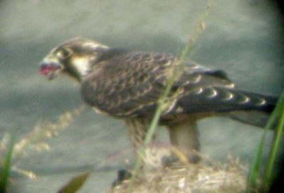 Peregrine - tundrius 9-26-04 eating