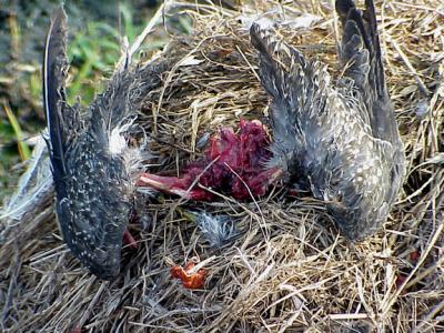 Peregrine Feast -