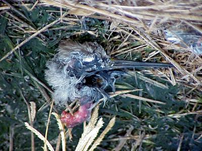 Peregrine Feast -