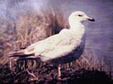 Slaty-backed Gull - MS.  Feb - 1993