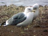 California Gull - TN - 2-25-04