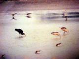 White-faced Ibis - 2nd in TN, LakeCo.