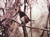 Spotted Towhee - Ensley Bottoms - TN