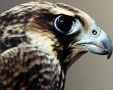 Peregrine -Tundrius
