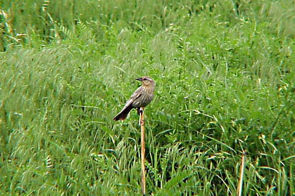 Red-winged Blackbird - pale female.