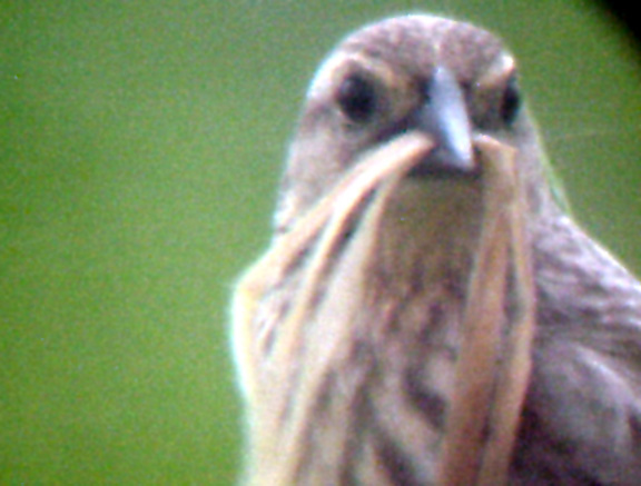 Red-winged Blackbird - pale head