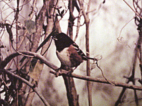 Spotted Towhee - Ensley Bottoms - TN