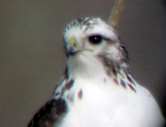 Harlans Hawk - light morph