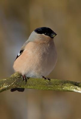 Common Bullfinch