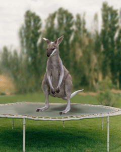 jumpin' roo