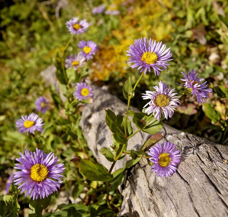 Early fall flowers