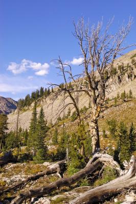 Dry tree