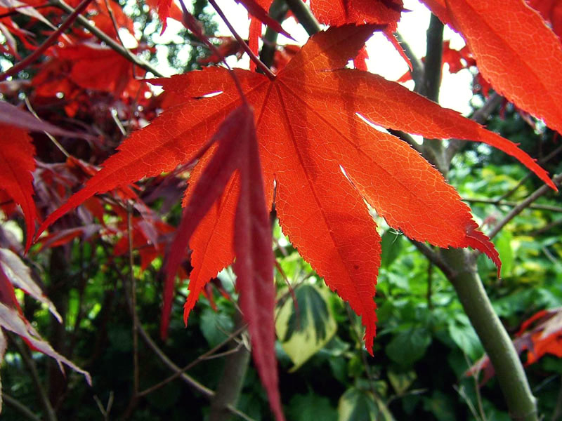 Acer palmatum