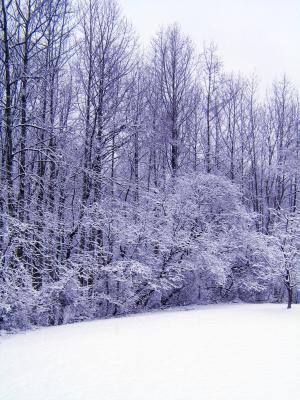 Frost2.jpg